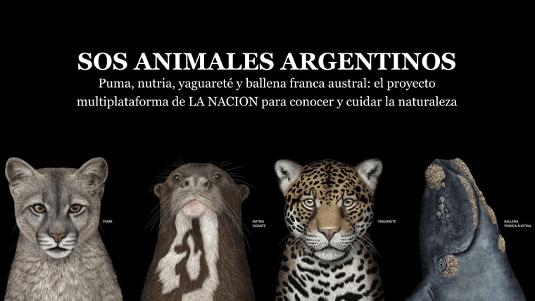 La Nación's SOS Animales Argentinos tested which formats audiences prefer.