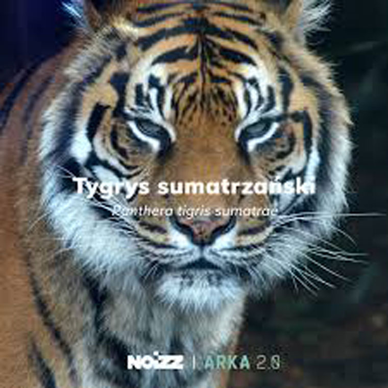 Tigers are among the species that have minimal chance of survival unless climate change ends.
