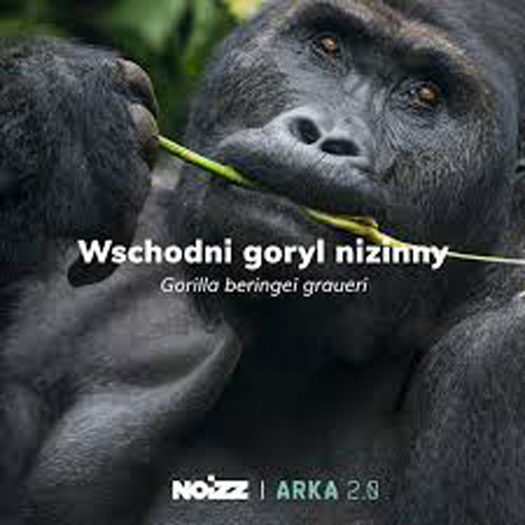 The only hope for endangered species such as the mountain gorilla is for humans to change their behaviour. The NOIZE.pl campaign was designed to explain how to do that.