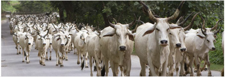 Because the cow is revered in Hinduism, they are protected from slaughter. That has led to an overpopulation of stray, starving cows.