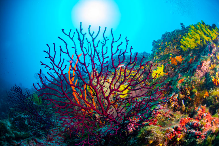 The coral reefs were among the natural aquatic treasures captured in the Scuba Scanner project. Photo by Ivana Nobilo/Cropix
