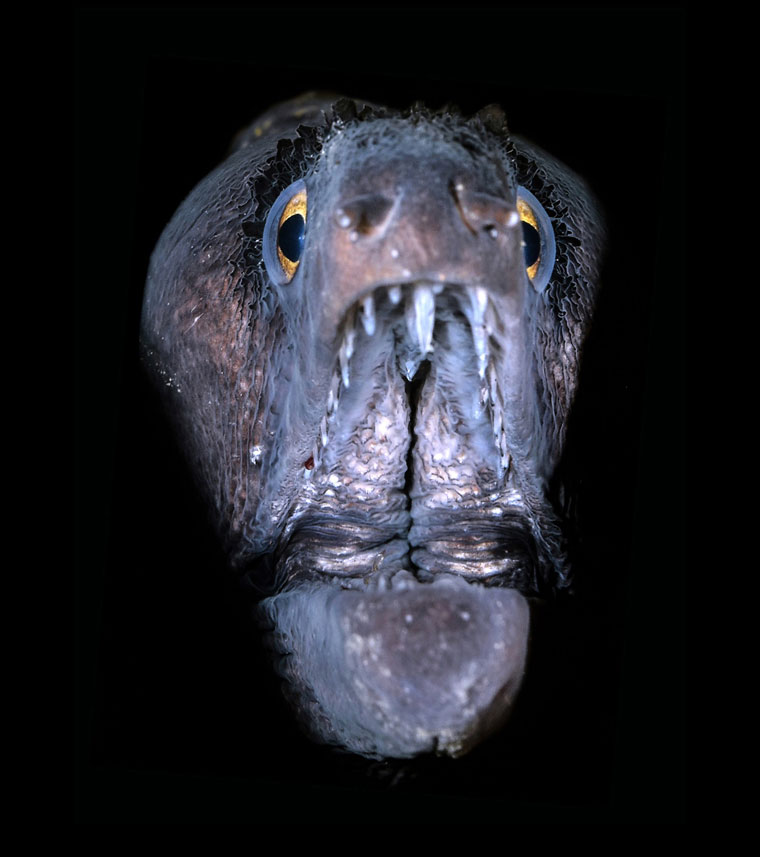 The project allowed the audience to get up close and personal with sea-dwelling creatures, such as this Muraena eel. Photo by Srdan Vrancic/Cropix