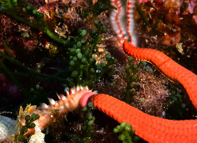 A bearded fireworm, which is a type of marine bristleworm. Photo by Srdan Vrancic /Cropix