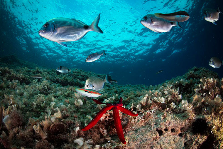 The Scuba Scanner project was presented on the Jutarnji list digital platform, providing a stunning underwater experience at home. Photo by Ivana Nobilo/Cropix