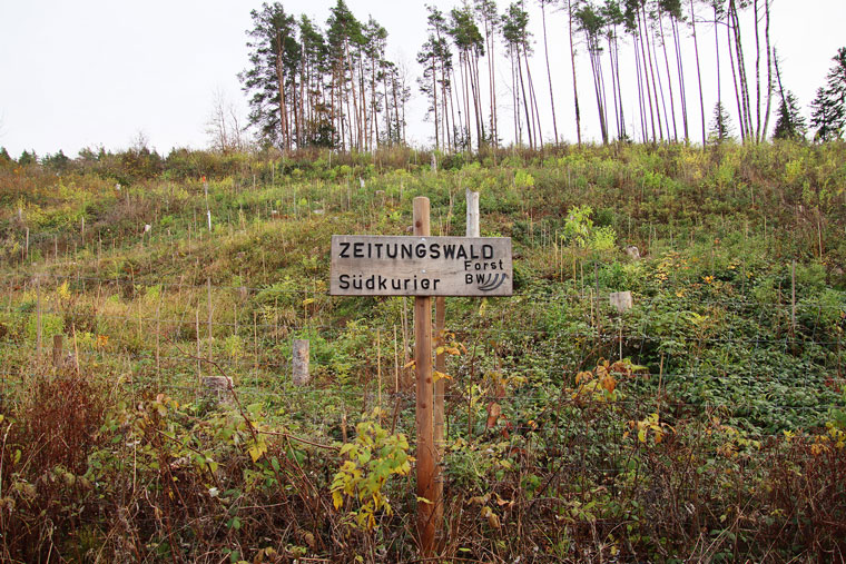 The Südkurier Zeitungswald area at southern Black Forest in Germany. Photo by Photo by Nico Talenta
