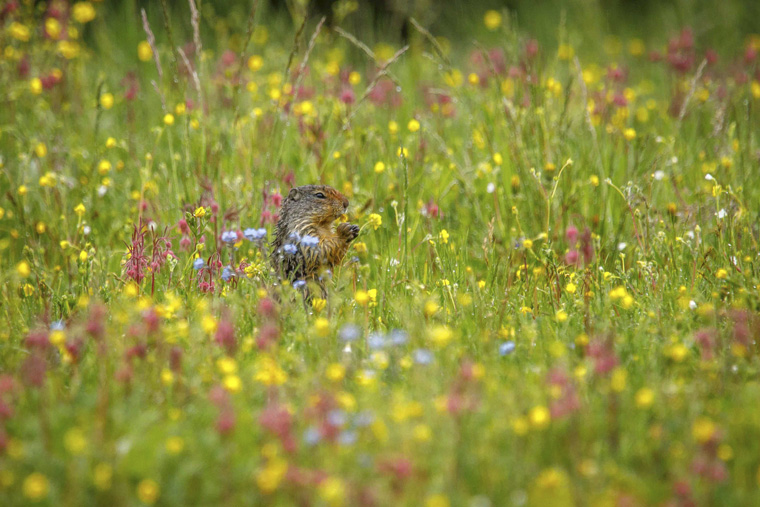 Mike Drew captures creatures such as this ground squirrel in their native environment.-