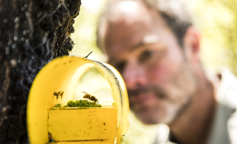 Department of Conservation ranger Nik Joice watches as wasps take the bait from a bait station in the Nelson Lakes National Park. The wasps return to their nests with the bait and wipe out the entire nest within a day.