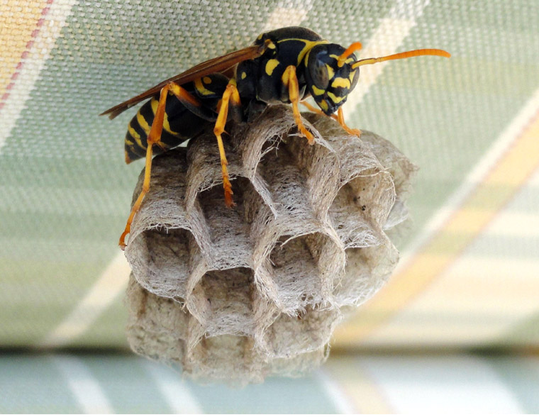 A paper wasp guards its nest attached to some outdoor furniture.