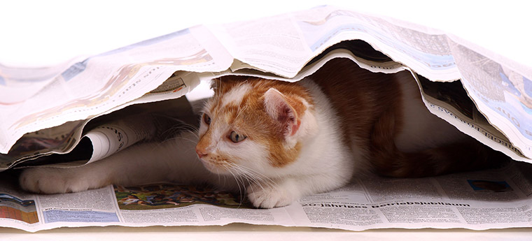 Because advertising campaign results are not immediately known in print media, it is important to communicate results with customers.