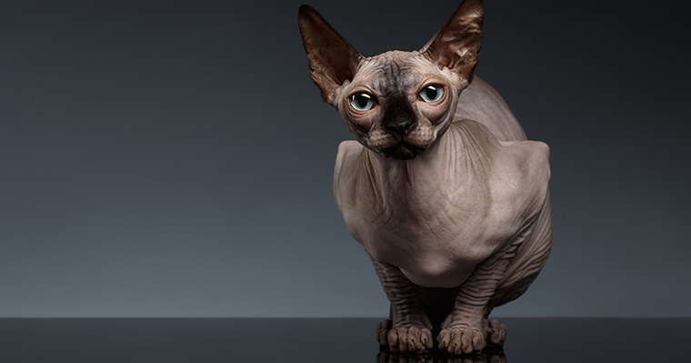 Publishing companies are skinning the cat and getting things done, but they are actually doing content creation in a different way.